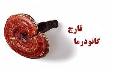 عوارض قهوه گانودرما،قارچ گانودرما واقعیت دارد،نظرات در مورد قهوه گانودرما،خرید گانودرما برای دیابت،قیمت قهوه گانودرما،قهوه گانودرما برای دیابت،بهترین زمان مصرف قهوه گانودرما،خواص گانودرما