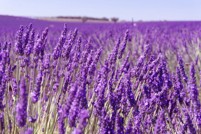 خواص اسطوخودوس برای عفونت،خواص اسطوخودوس برای مو،خواص اسطوخودوس و بادرنجبویه،خواص اسطوخودوس برای کیست،خواص اسطوخودوس برای پوست،خواص اسطوخودوس نی نی سایت،خواص عرق اسطوخودوس،خواص اسطوخودوس چیست