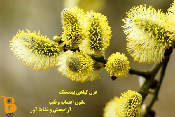 عرق گیاهی بیدمشک|خواص بیدمشک|مضرات بیدمشک|مجله اینترنتی باروشاپ