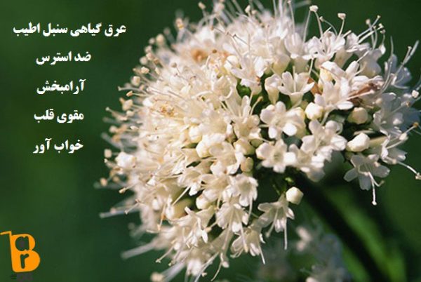 عرق گیاهی سنبل الطیب|خواص سنبل الطیب| مضرات سنبل الطیب|مجله اینترنتی باروشاپ
