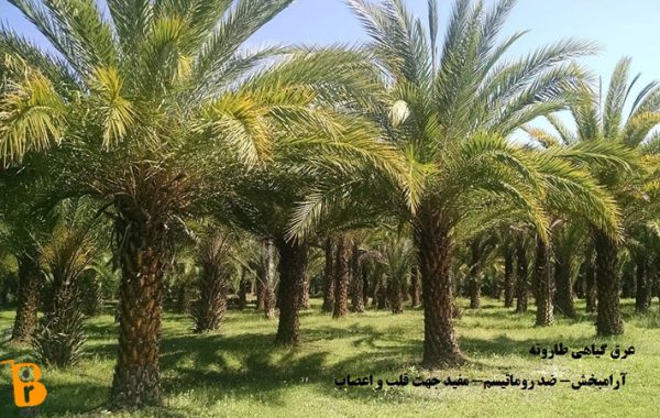 عرق گیاهی طارونه|خواص طارونه|مضرات طارونه|مجله اینترنتی باروشاپ